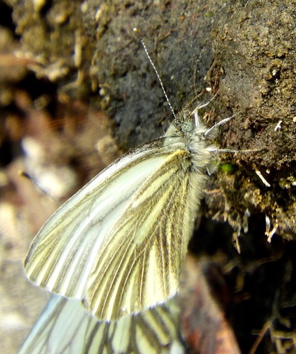 Arctic White photo 4