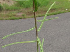 Euphorbia discoidalis