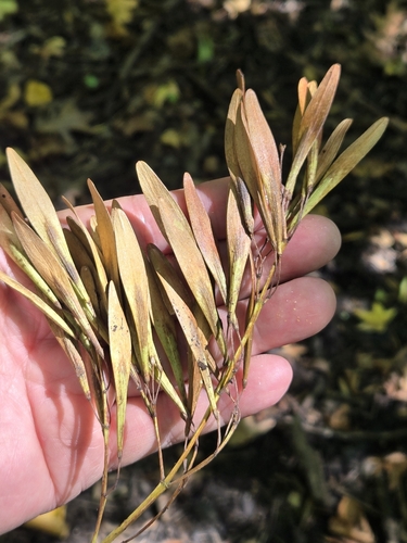 pumpkin ash (Fraxinus profunda)