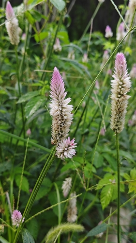 Quail Grass