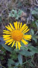 Pentanema montanum