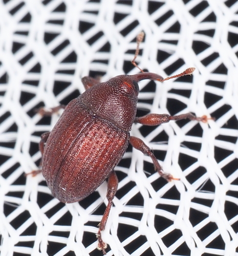 Rhyssomatus pruinosus