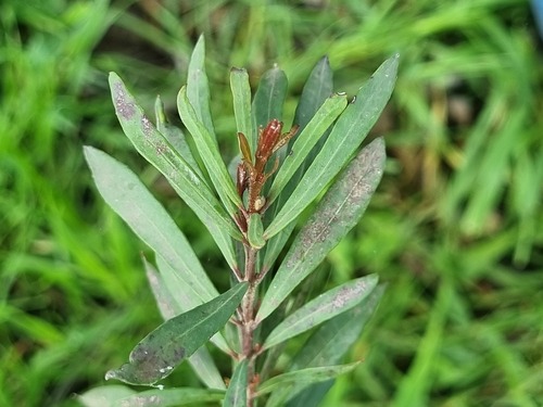 Myrceugenia lanceolata, photograph 5
