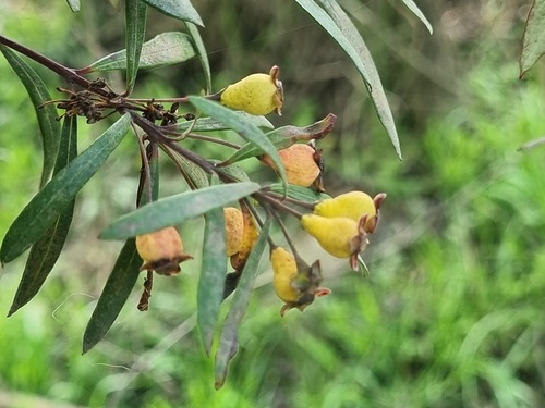 Myrceugenia lanceolata, photograph 4