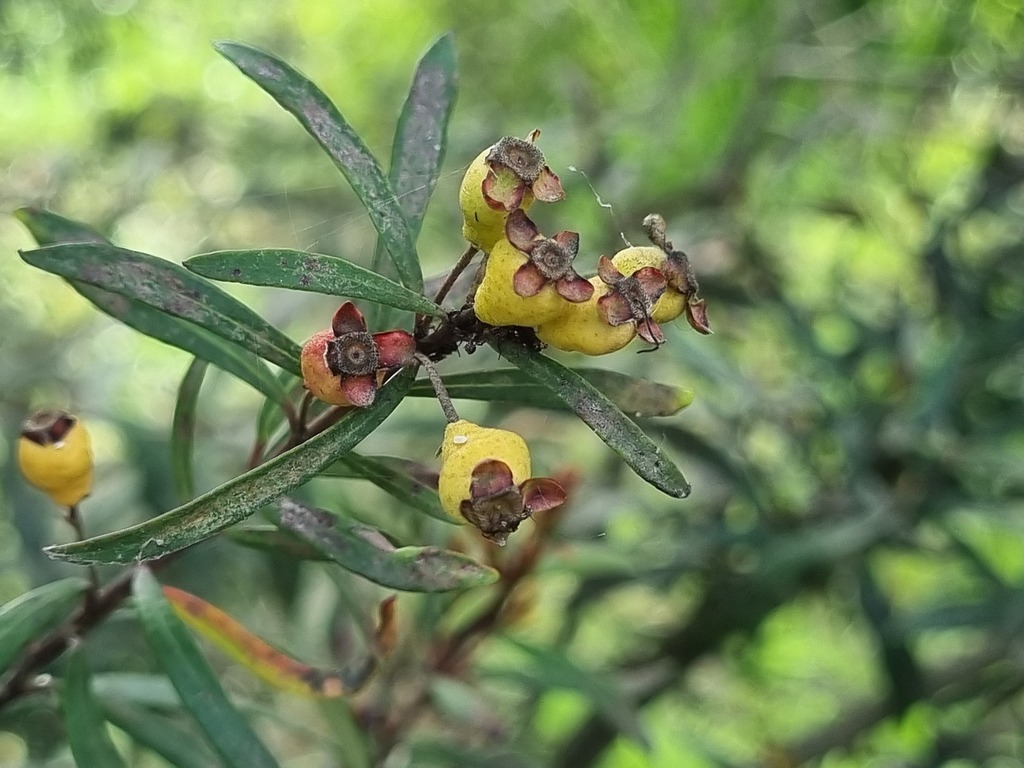 Myrceugenia lanceolata; photograph (c) Cesar Ormazabal, some rights reserved (CC BY)