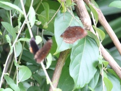 Elymnias hypermnestra