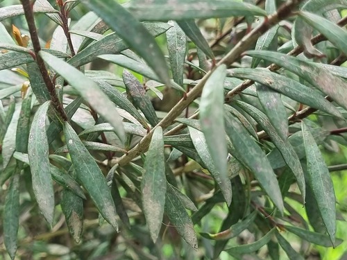 Myrceugenia lanceolata, photograph 6