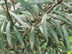 Myrceugenia lanceolata, photograph (c) Cesar Ormazabal, some rights reserved (CC BY)