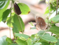 Elymnias hypermnestra