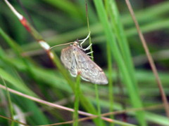 Anania fuscalis
