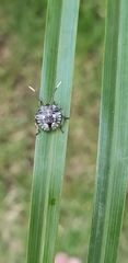 Pentatomidae