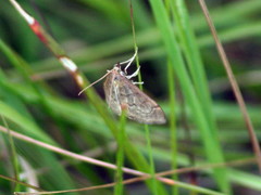 Anania fuscalis