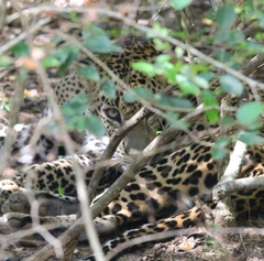 Panthera pardus kotiya