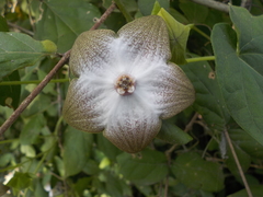 Polystemma guatemalense