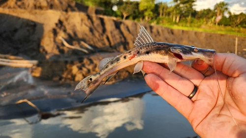 Porthole shovelnose catfish (Hemisorubim platyrhynchos) — Pimelodidae