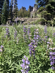 Lupinus latifolius