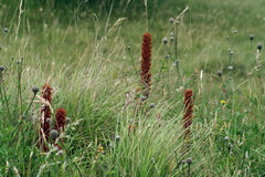 Orobanche elatior