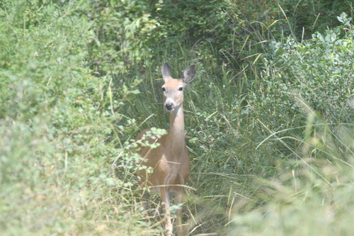 iNaturalist observation 2025-07-20