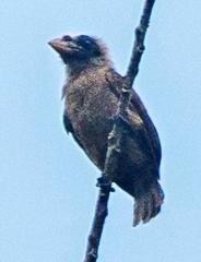 Bristle-Nosed Barbet photo 2