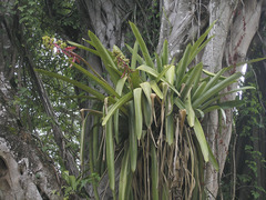 Aechmea aquilega