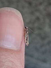 Erechthias fulguritella