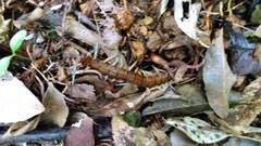 Cormocephalus rubriceps