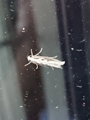 Erechthias fulguritella