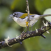 White-winged Warbler - Photo (c) Pedro Genaro Rodriguez, some rights reserved (CC BY-NC), uploaded by Pedro Genaro Rodriguez