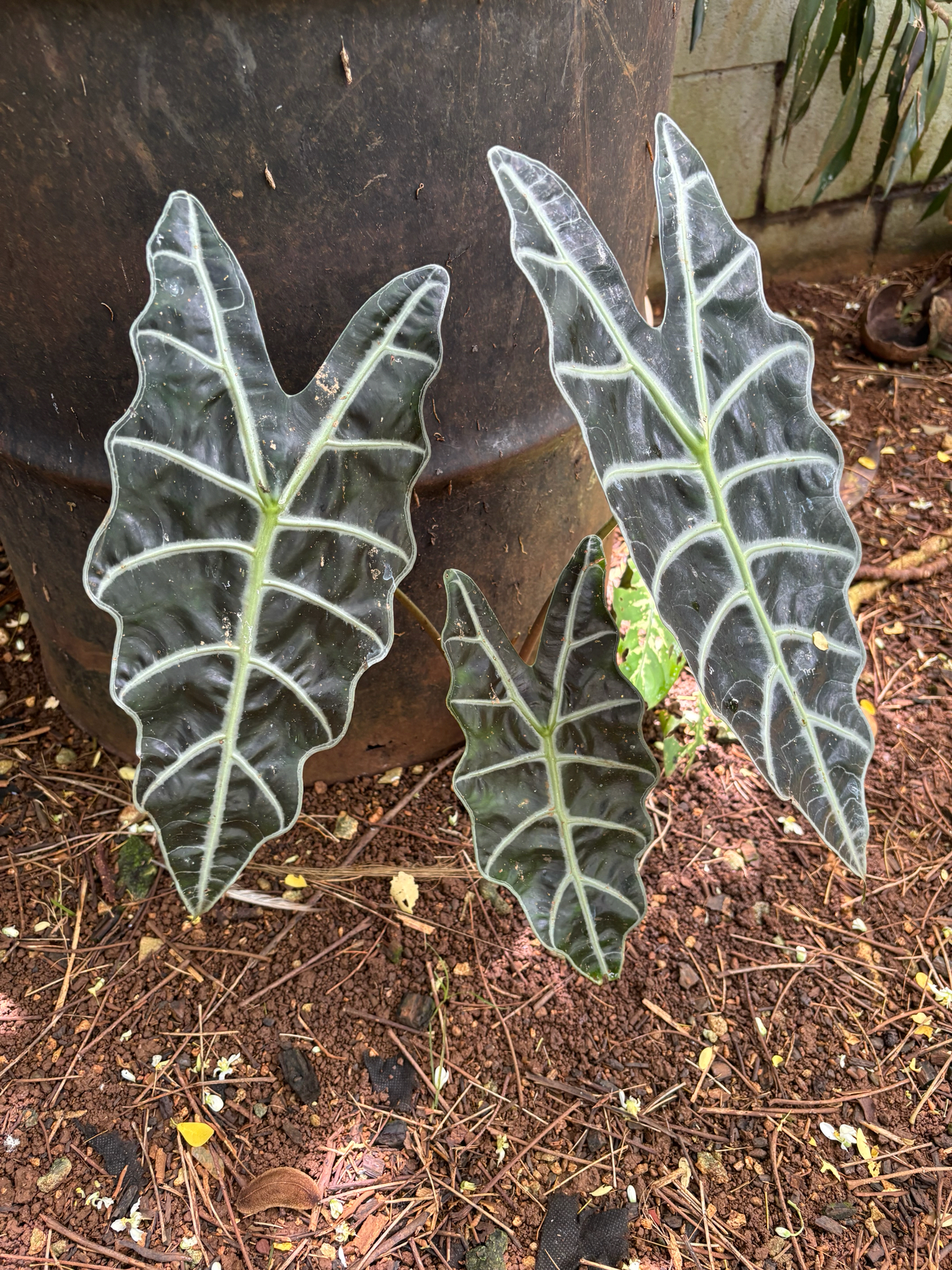 Alocasia × mortfontanensis André