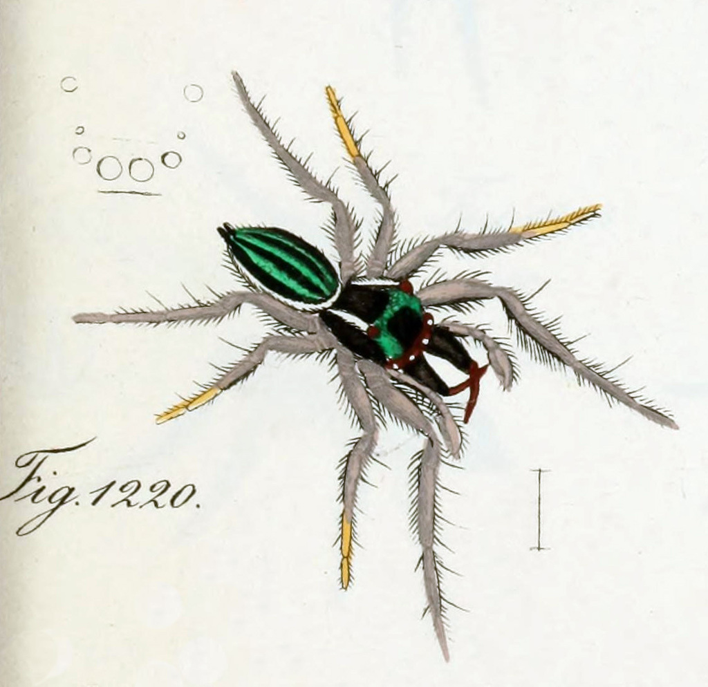 Dendryphantes nobilis