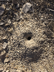 Myrmecocystus mexicanus