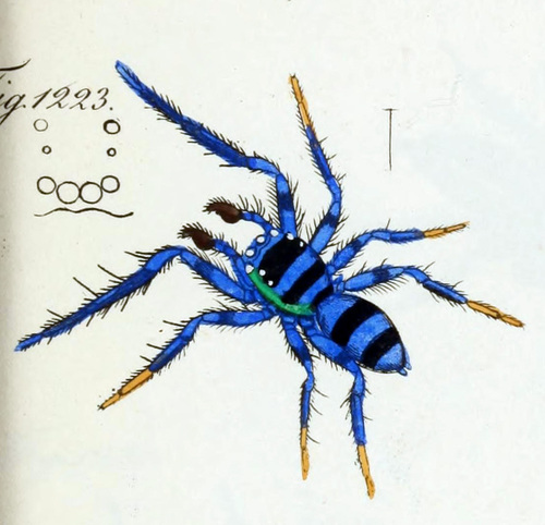 Thiania pulcherrima
