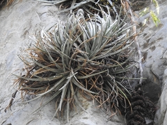 Hechtia mapimiana