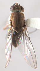 Brachydeutera sturtevanti