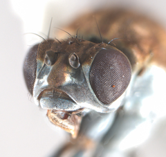 Brachydeutera sturtevanti