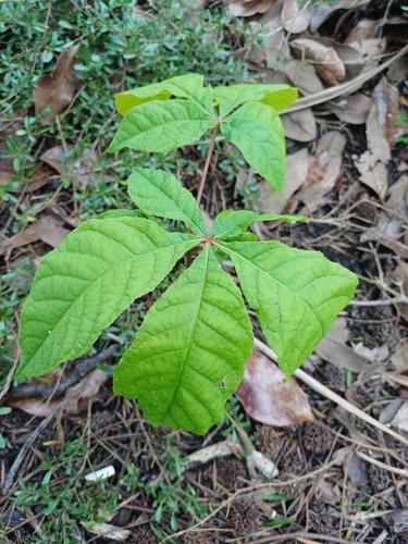 Indian Horse-chestnut (Aesculus indica)