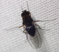 Brachydeutera sturtevanti