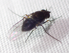 Brachydeutera sturtevanti