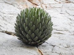 Agave victoriae-reginae