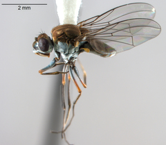 Brachydeutera sturtevanti