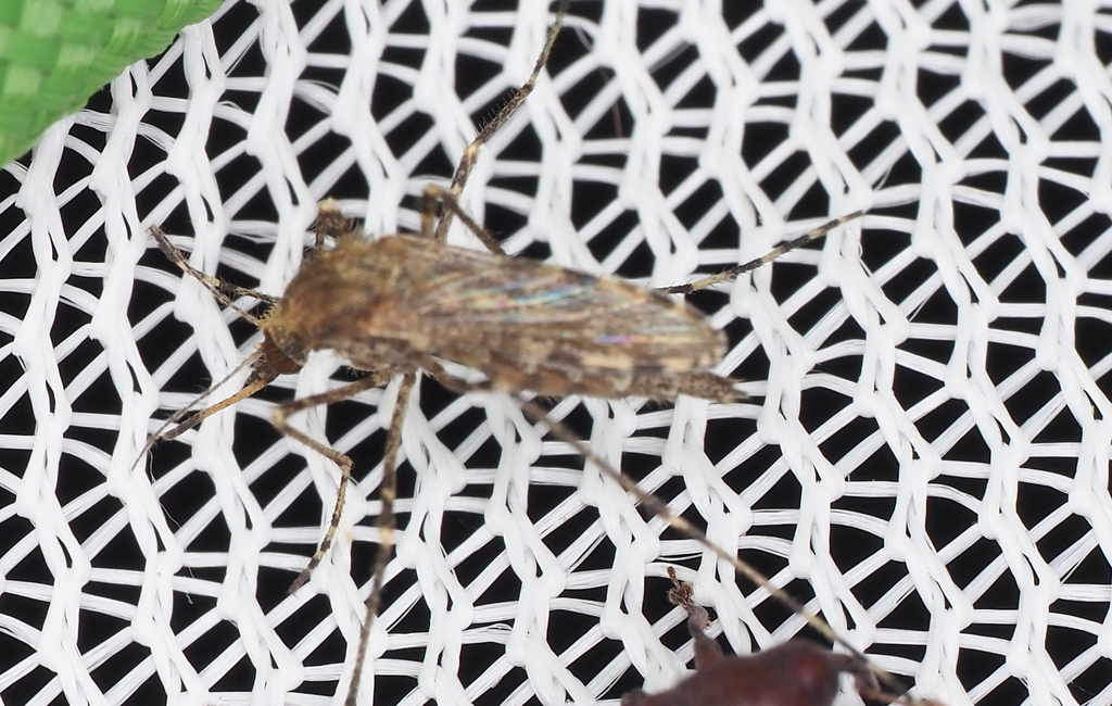 Mottled Mosquito