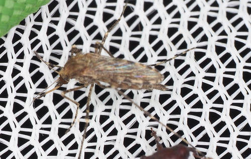 Mottled Mosquito