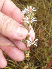 Symphyotrichum hallii