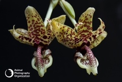 Stanhopea hernandezii