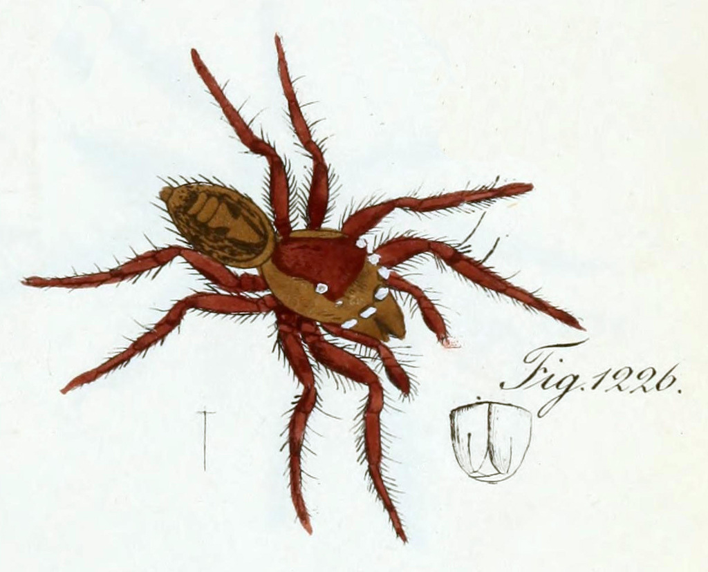Dendryphantes honestus