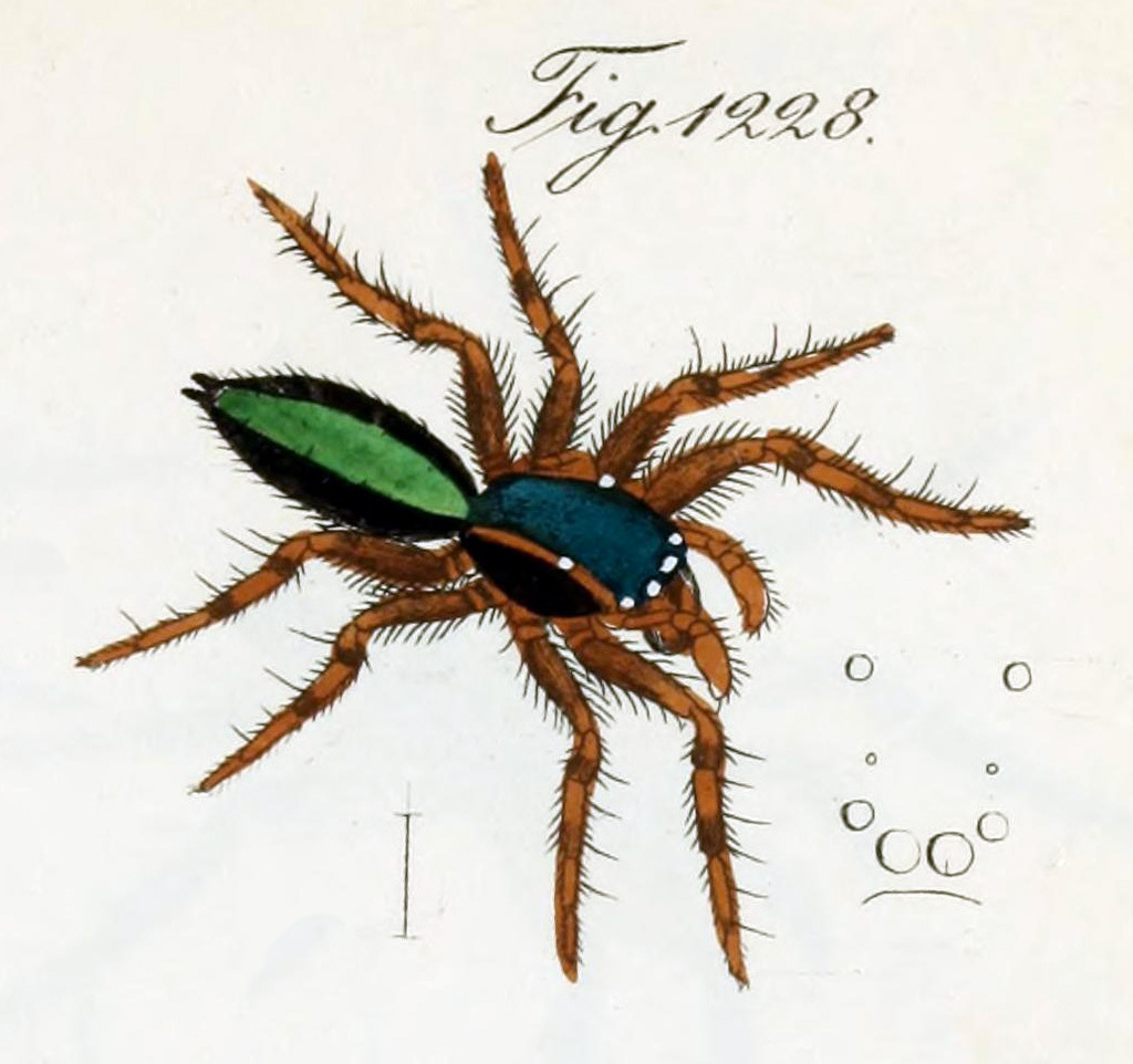 Alcmena amabilis