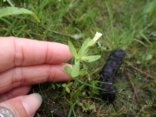 Clammy hedge hyssop (Gratiola neglecta)