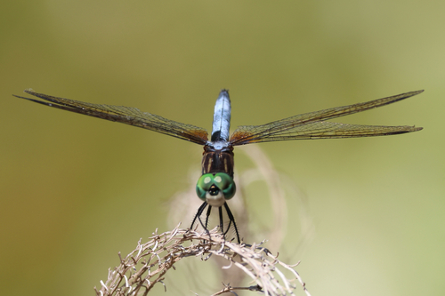 Blue Dasher