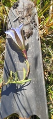 Gentiana bicuspidata