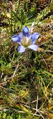 Gentiana bicuspidata